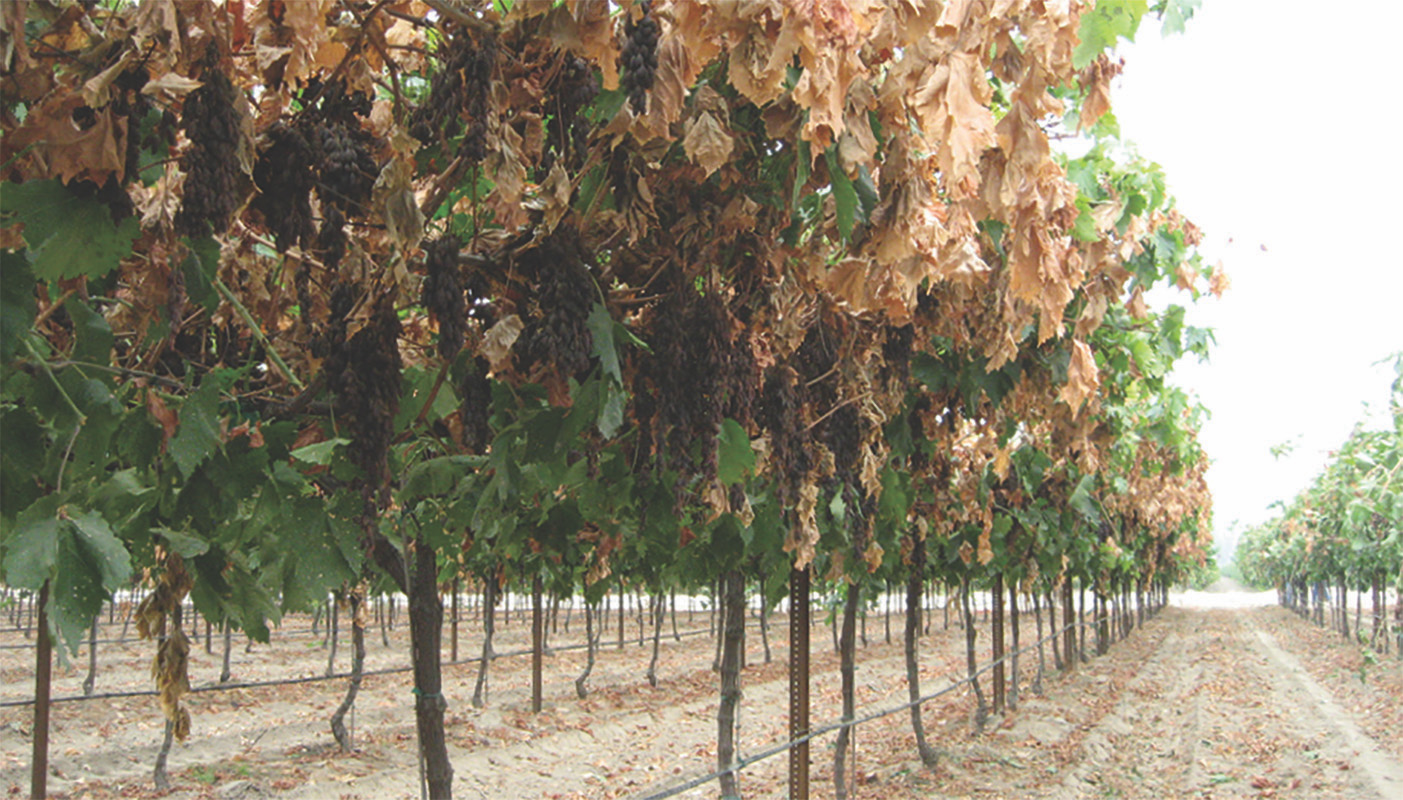 Premium grapes on the vine