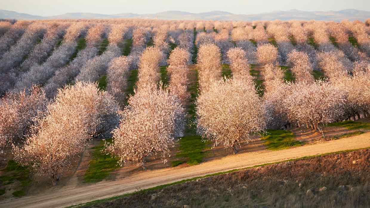 Orchard landscape with grape vines and almond trees